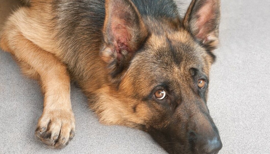 Mangelen på forskning på hvordan det påvirker hunder å være alene, fører til mange ulike meninger i hundemiljøene, og gir grobunn for forumdiskusjoner på nettet. (Foto: Colourbox) Mangelen på forskning på hvordan det påvirker hunder å være alene, fører til mange ulike meninger i hundemiljøene, og gir grobunn for forumdiskusjoner på nettet. (Foto: Colourbox)