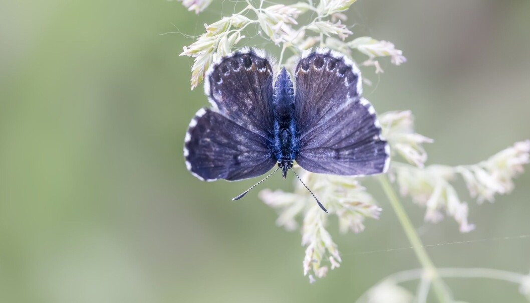 Klippeblåvinge-hannen er blå på oversiden. (Foto: Tiberiu Sahlean / Shutterstock / NTB scanpix) Klippeblåvinge-hannen er blå på oversiden. (Foto: Tiberiu Sahlean / Shutterstock / NTB scanpix)