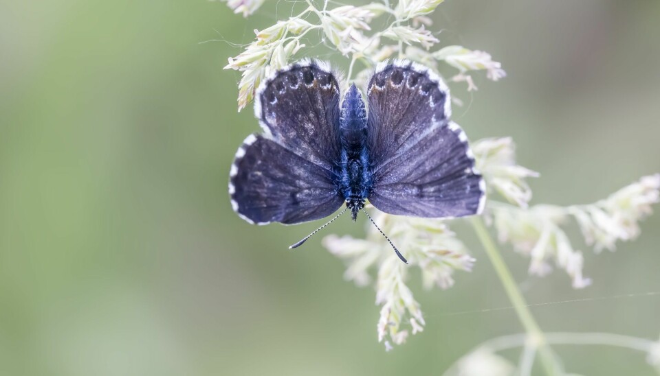 Klippeblåvinge-hannen er blå på oversiden. (Foto: Tiberiu Sahlean / Shutterstock / NTB scanpix)