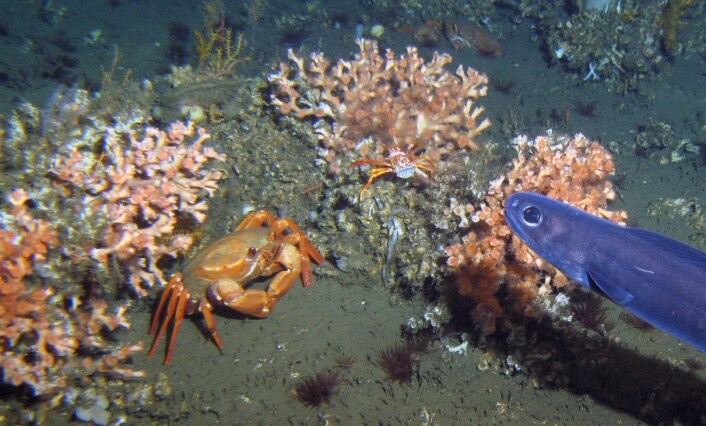 En maritkrabbe (Chaceon maritae) dypt på havets bunn utenfor Vest-Afrika. (Foto: T. Lundälv, Sven Lovén Centre, Göteborgs universitet. Med tillatelse fra Andre Freiwald, Senckenberg am Meer. En maritkrabbe (Chaceon maritae) dypt på havets bunn utenfor Vest-Afrika. (Foto: T. Lundälv, Sven Lovén Centre, Göteborgs universitet. Med tillatelse fra Andre Freiwald, Senckenberg am Meer.