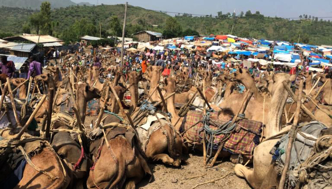 Markedet i Bati er et av de største og mest berømte i Etiopia. En av attraksjonene er det store tilbudet av urtemedisiner og andre medisinplanteprodukter. (Foto: Selamawit Seid Nega) Markedet i Bati er et av de største og mest berømte i Etiopia. En av attraksjonene er det store tilbudet av urtemedisiner og andre medisinplanteprodukter. (Foto: Selamawit Seid Nega)