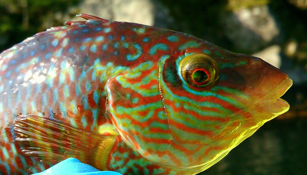 Leppefiskene brukes som lusespisere i oppdrettsnæringen. Et likestillingsløft i forvaltningen av disse artene vil være bra for fisken. (Foto: Tonje Sørdalen) Leppefiskene brukes som lusespisere i oppdrettsnæringen. Et likestillingsløft i forvaltningen av disse artene vil være bra for fisken. (Foto: Tonje Sørdalen)