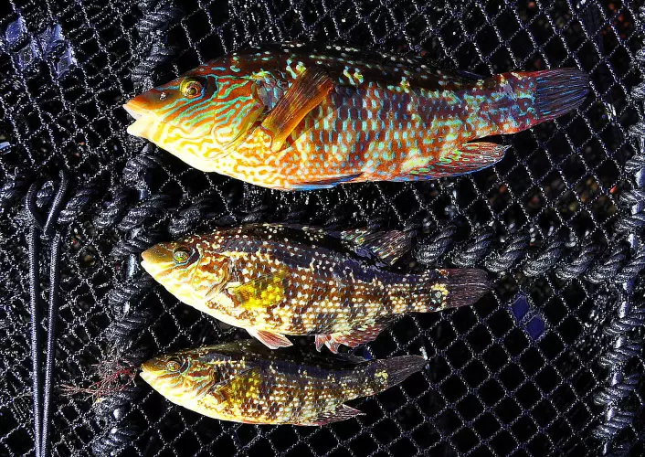 Det kan være stor forskjell på størrelsen til leppefisk-hannene. (Foto: Tonje Sørdalen)