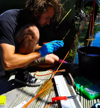 Kim Halvorsen tar prøver av leppefisk til avhandlingen sin. (Foto: Tonje Sørdalen)
