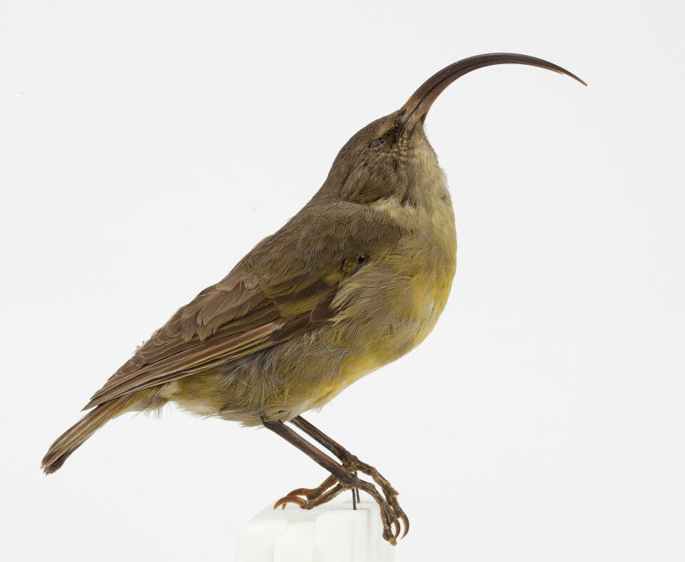 Akialoa-finken (Akialoa obscura),  hørte hjemme på Hawaii til den døde ut i år 1940. Den er en av de mange øyboende fugleartene som har dødd ut i løpet av de siste fem hundre årene. (Foto: Karsten Sund / Naturhistorisk museum)