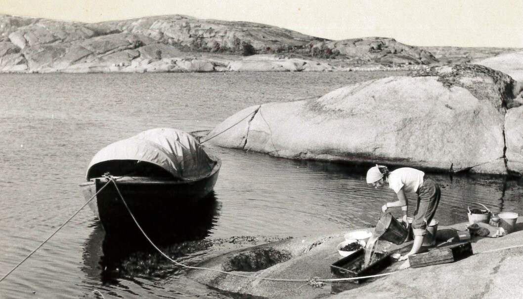 Marit E. Christiansen undersøker bunndyrfangsten ved Hvasser i Vestfold sommeren 1953. (Foto: Bengt Christiansen) Marit E. Christiansen undersøker bunndyrfangsten ved Hvasser i Vestfold sommeren 1953. (Foto: Bengt Christiansen)