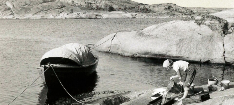 Marit E. Christiansen undersøker bunndyrfangsten ved Hvasser i Vestfold sommeren 1953. (Foto: Bengt Christiansen)