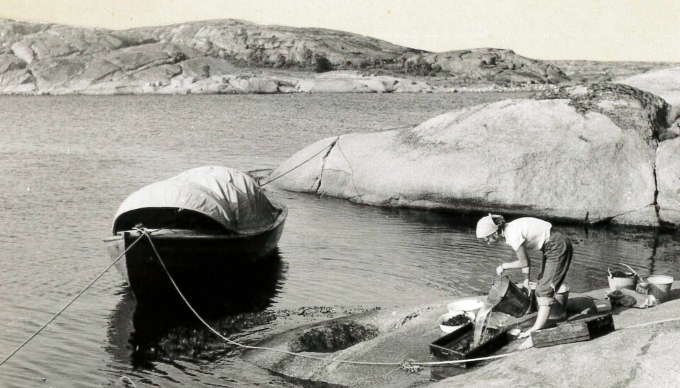 Marit E. Christiansen undersøker bunndyrfangsten ved Hvasser i Vestfold sommeren 1953. (Foto: Bengt Christiansen)