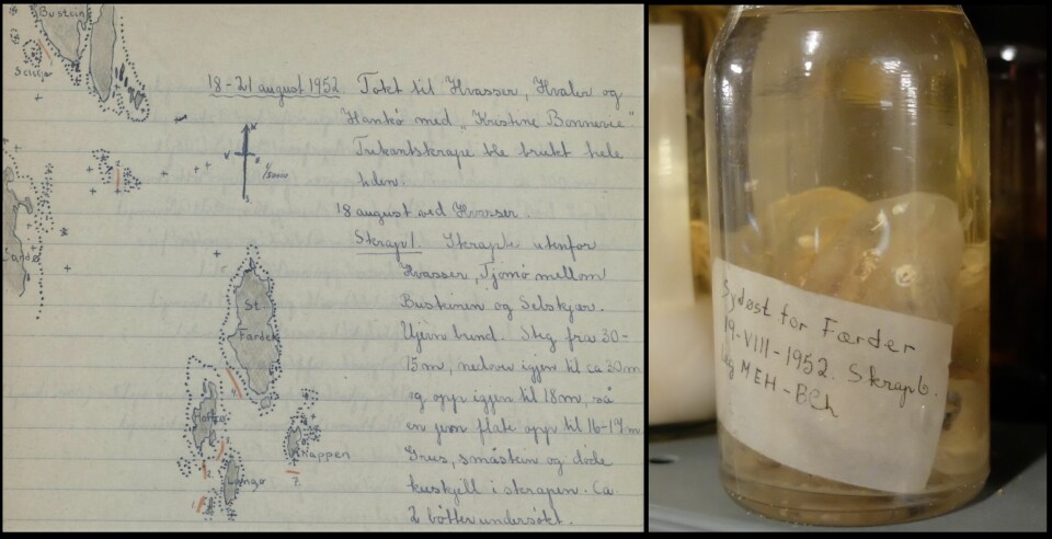 Disse kappedyrene av arten Ascidia conchilega ble funnet ved Færder i 1952. Og de holder seg godt. Til venstre beskrivelsen fra dagboka. (Foto: Eivind Torgersen)