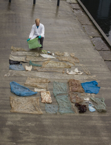 30 plastposer lå inni magesekken til gåsenebbhvalen som måtte avlives på Sotra (Foto: Henrik Glenner / UiB / NTB scanpix) 30 plastposer lå inni magesekken til gåsenebbhvalen som måtte avlives på Sotra (Foto: Henrik Glenner / UiB / NTB scanpix)