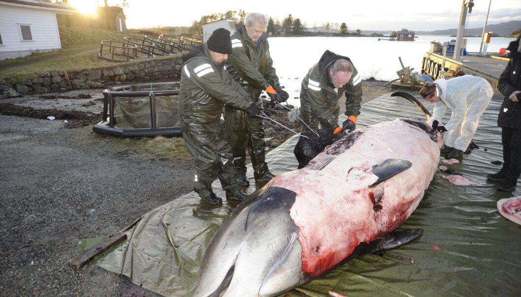 Gåsenebbhvalen som måtte avlives på Vindenes på Sotra i Hordaland, sultet ihjel. Tarmsystemet var fullstendig tømt for næring, men fullt av plast. (Foto: Christoph Noever / UiB / NTB scanpix) Gåsenebbhvalen som måtte avlives på Vindenes på Sotra i Hordaland, sultet ihjel. Tarmsystemet var fullstendig tømt for næring, men fullt av plast. (Foto: Christoph Noever / UiB / NTB scanpix)