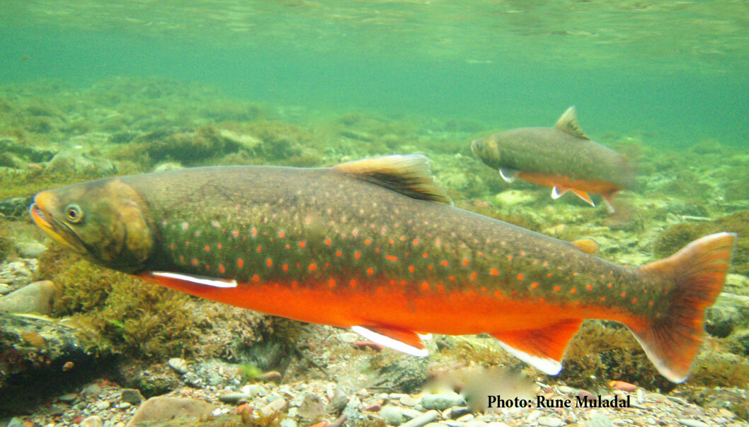 Røye (Salvelinus alpinus) er verdens nordligste ferskvannsfisk, og er tilpasset kaldt vann. Røye kan derfor være truet av et varmere klima, spesielt i artens sydlige utbredelsesområder. (Foto: Rune Muladal / Naturtjenester i Nord) Røye (Salvelinus alpinus) er verdens nordligste ferskvannsfisk, og er tilpasset kaldt vann. Røye kan derfor være truet av et varmere klima, spesielt i artens sydlige utbredelsesområder. (Foto: Rune Muladal / Naturtjenester i Nord)