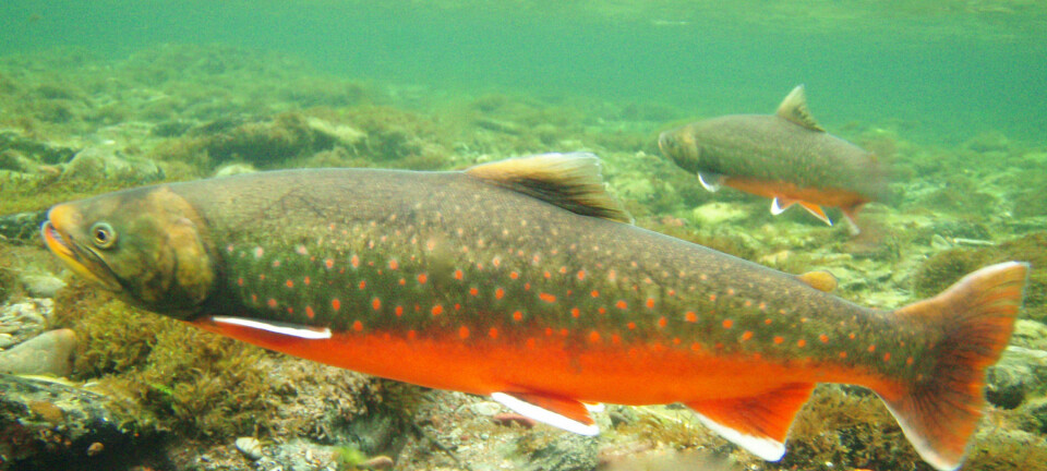 Røye (Salvelinus alpinus) er verdens nordligste ferskvannsfisk, og er tilpasset kaldt vann. Røye kan derfor være truet av et varmere klima, spesielt i artens sydlige utbredelsesområder. (Foto: Rune Muladal / Naturtjenester i Nord)