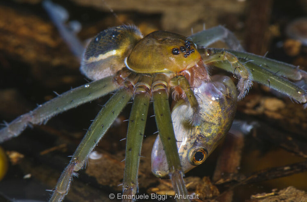 En fiskeedderkopp (Thaumasia) har fått kloa i et rumpetroll. (Foto: Emanuele Biggi, Amphibian & Reptile Conservation)
