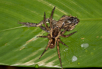 Se edderkopper som spiser frosk, pungrotte og øgle