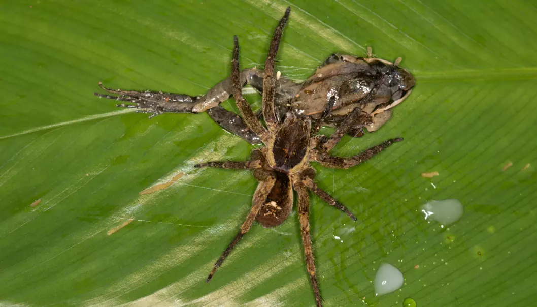 Digert måltid: Denne vandre-edderkoppen hiver innpå en frosk. (Foto: Pascal Title, Amphibian & Reptile Conservation)