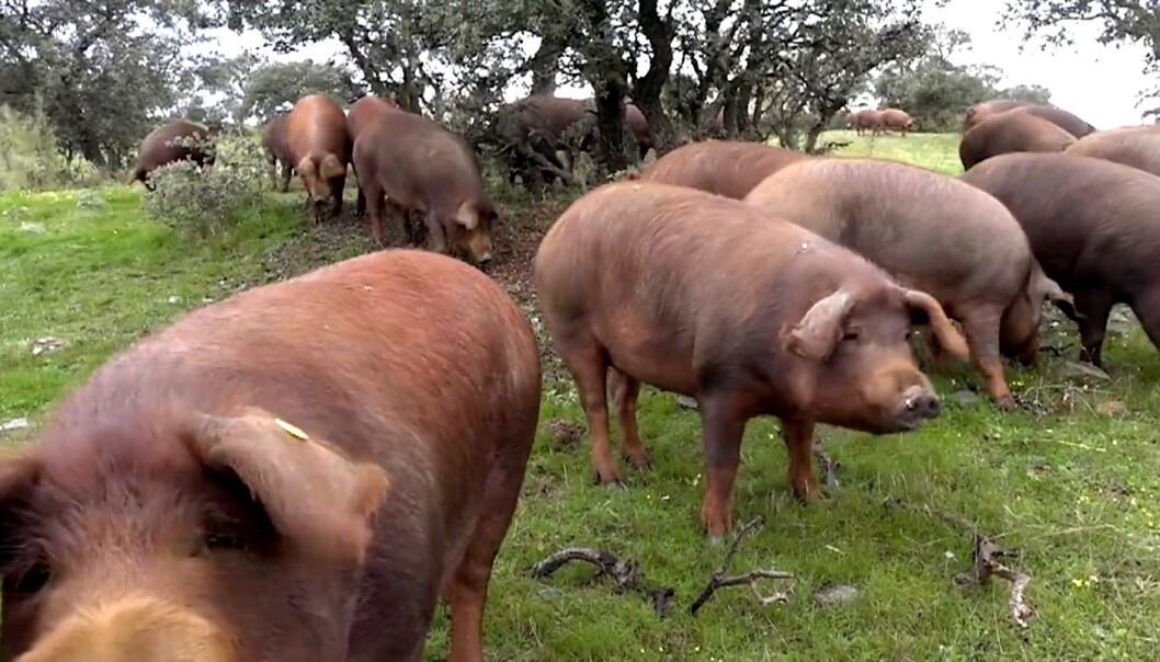 Den svarte iberiske grisen spiser eikenøtter og urter før den blir til verdenskjent spekeskinke. (Bilde fra video: Jan Ketil Simonsen ) Den svarte iberiske grisen spiser eikenøtter og urter før den blir til verdenskjent spekeskinke. (Bilde fra video: Jan Ketil Simonsen )