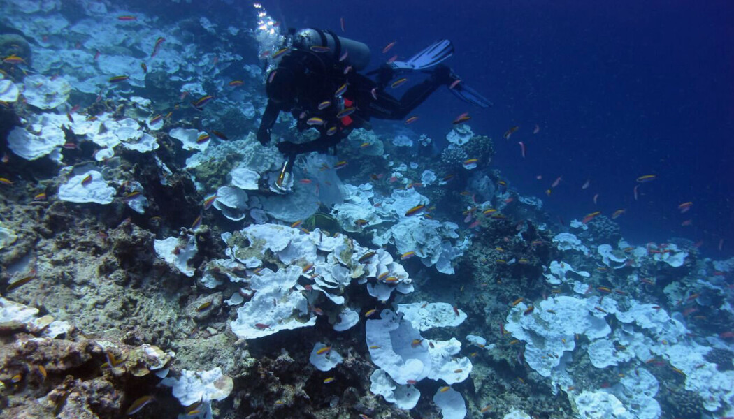 Kraftig korallbleking ved Jarvis Island i Stillehavet i 2016. (Bilde: NOAA/Bernardo Vargas-Angel via AP/NTB Scanpix) Kraftig korallbleking ved Jarvis Island i Stillehavet i 2016. (Bilde: NOAA/Bernardo Vargas-Angel via AP/NTB Scanpix)