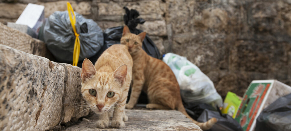 Ikke alle katter trives sammen med mennesker og vil heller leve ute i naturen. Men hvordan kan vi sørge for at de også får et godt liv?  (Illustrasjonsfoto: Plyushkin / Shutterstock / NTB scanpix)
