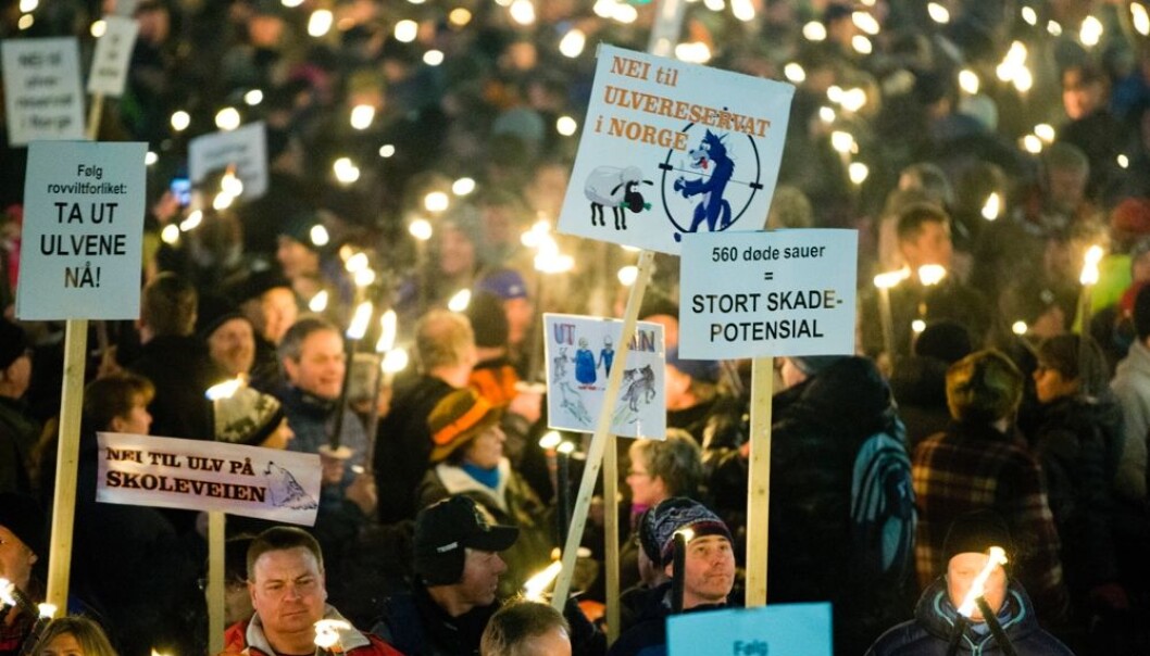 Norge er et av de få landene i Europa der ulvemotstand får rikspolitisk oppmerksomhet. – Det skal dere nordmenn være glade for, mener Erica von Essen ved Sveriges lantbruksuniversitet (SLU). (Foto: Vegard Wivestad Grøtt / NTB scanpix) Norge er et av de få landene i Europa der ulvemotstand får rikspolitisk oppmerksomhet. – Det skal dere nordmenn være glade for, mener Erica von Essen ved Sveriges lantbruksuniversitet (SLU). (Foto: Vegard Wivestad Grøtt / NTB scanpix)