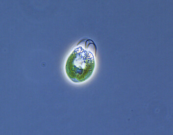 Eincella grønalgar av arten Chlorella vulgaris. (Foto: Nina Nagy) Eincella grønalgar av arten Chlorella vulgaris. (Foto: Nina Nagy)