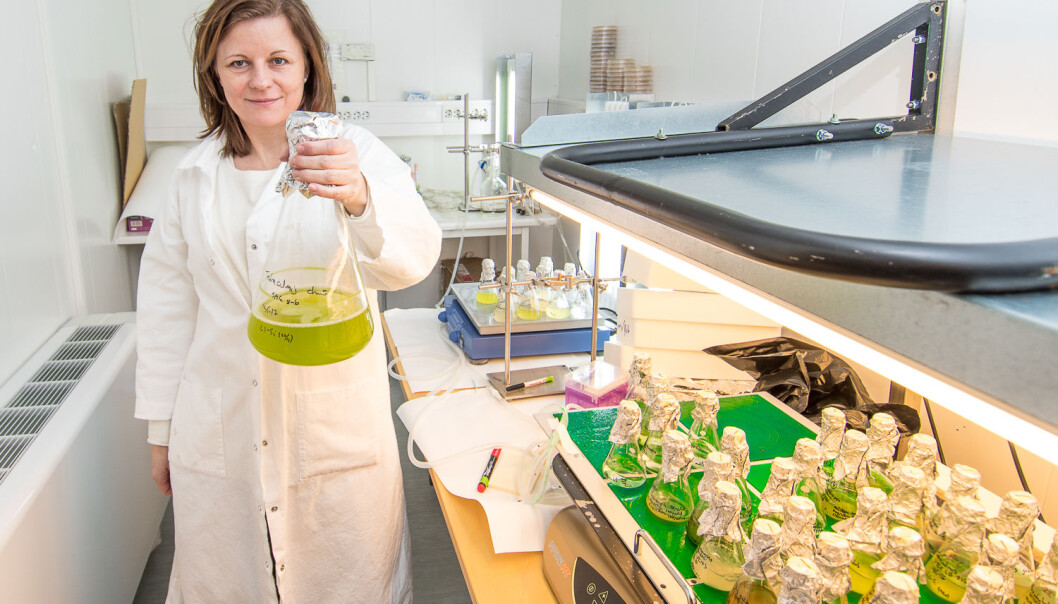 Algeforskar Kari Skjånes skal sjå nærare på potensialet for bruk av mikroalgar som ingrediens i mat, drikke og fiskefôr. (Foto: Erling Fløistad) Algeforskar Kari Skjånes skal sjå nærare på potensialet for bruk av mikroalgar som ingrediens i mat, drikke og fiskefôr. (Foto: Erling Fløistad)