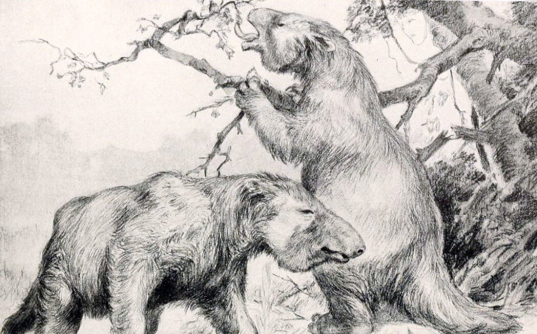 En rekonstruksjon av kjempedovendyret M.americanum. (Bilde: Robert Bruce Horsfall) En rekonstruksjon av kjempedovendyret M.americanum. (Bilde: Robert Bruce Horsfall)