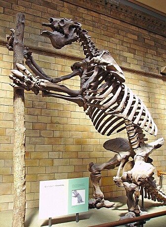 Et digert kjempedovendyr-skjelett ved Natural History museum i London. (Bilde: Ballista/CC BY-SA 3.0) Et digert kjempedovendyr-skjelett ved Natural History museum i London. (Bilde: Ballista/CC BY-SA 3.0)