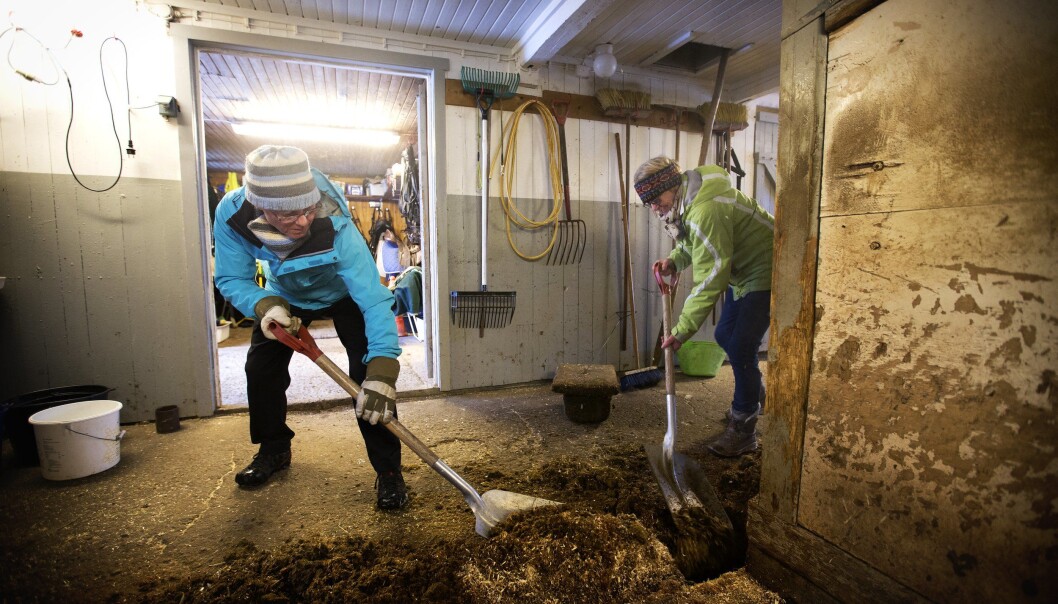 Enkelte kommuner tilbyr også arbeid i fjøset som en del av aktiviseringstilbudet til eldre med demens. (Foto: Martin Lundsvoll) Enkelte kommuner tilbyr også arbeid i fjøset som en del av aktiviseringstilbudet til eldre med demens. (Foto: Martin Lundsvoll)