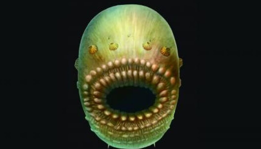 Slik tenker forskerne seg at Saccorhytus Coronarius kan ha sett ut, da det levde for rundt 540 millioner år siden. (Illustrasjon: S. Conway Morris / Jian Han) Slik tenker forskerne seg at Saccorhytus Coronarius kan ha sett ut, da det levde for rundt 540 millioner år siden. (Illustrasjon: S. Conway Morris / Jian Han)