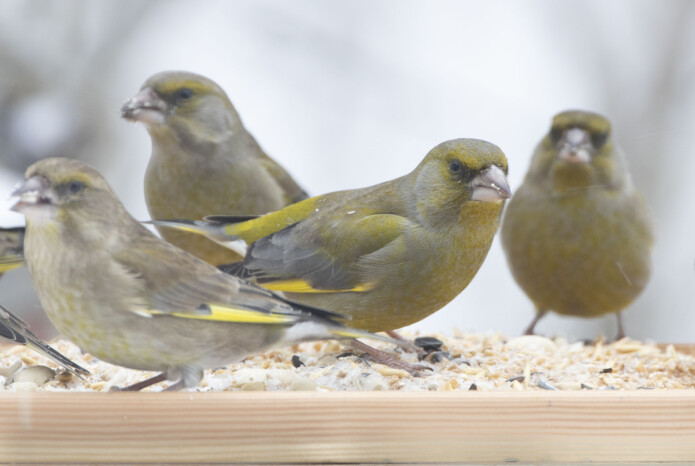 Grønnfinkene er olivengrønne med gule, grå og svarte innslag. De blir rundt 15 cm lange og lever i flokk. De finnes i store deler av Europa. (Foto: Bjørn Aksel Bjerke) Grønnfinkene er olivengrønne med gule, grå og svarte innslag. De blir rundt 15 cm lange og lever i flokk. De finnes i store deler av Europa. (Foto: Bjørn Aksel Bjerke)