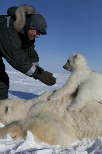 112 isbjørnbinner ble undersøkt for miljøgifter på Svalbard. Dette bildet er tatt i forbindelse med feltarbeidet. (Foto: Nick Cobbing / Norsk Polarinstitutt) 112 isbjørnbinner ble undersøkt for miljøgifter på Svalbard. Dette bildet er tatt i forbindelse med feltarbeidet. (Foto: Nick Cobbing / Norsk Polarinstitutt)
