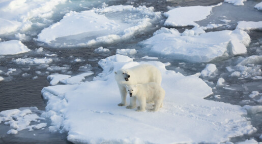 Mindre havis betyr mer miljøgifter i isbjørn