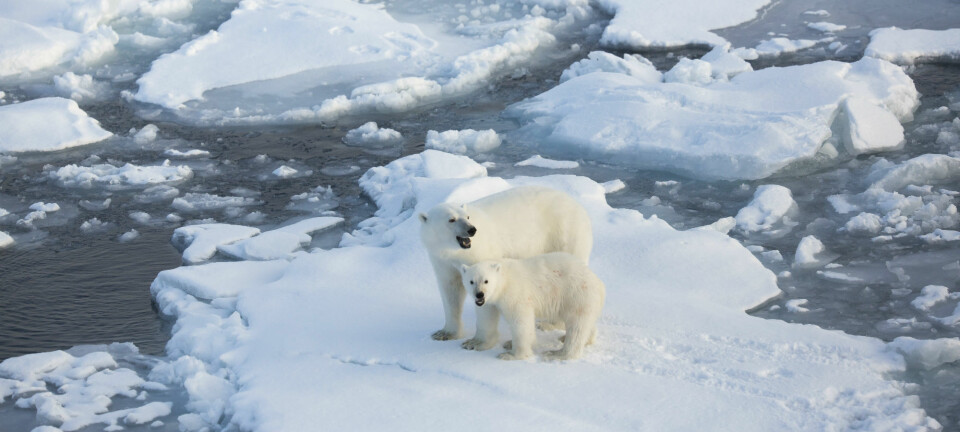Lite eller mye havis er avgjørende for tykkelsen på isbjørn, som igjen gir utslag på nivåer av miljøgifter i kroppen. (Foto: Jon Aars / Norsk Polarinstitutt)