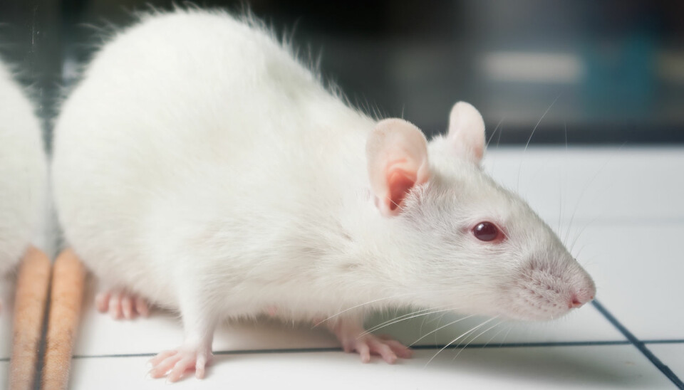 Nikotinavhengige rotter ble mer risikovillige enn andre rotter lenge etter at de var blitt avvent. Endringer i hjernens belønningssystem kan forklare hvorfor det er så vanskelig å slutte å røyke, ifølge forskerne.  (Foto: Shutterstock/NTB Scanpix)