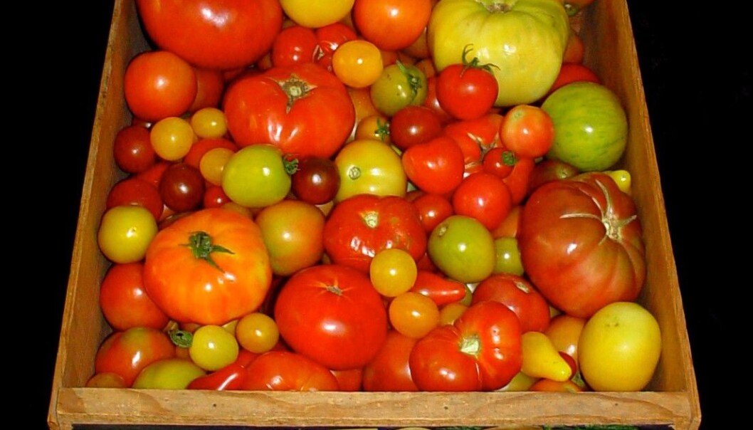 Forskere har prøvd å finne tilbake til den gode smaken i gamle tomater. (Foto: Harry Klee, University of Florida) Forskere har prøvd å finne tilbake til den gode smaken i gamle tomater. (Foto: Harry Klee, University of Florida)