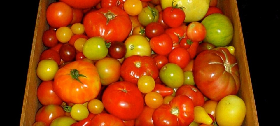 Forskere har prøvd å finne tilbake til den gode smaken i gamle tomater. (Foto: Harry Klee, University of Florida)