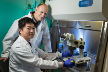 Forskerne bak studien – professor Juan Carlos Izpisua Belmonte sammen med førsteamanuensis Jun Wu fra Salk Institute i La Jolla, USA. (Foto: Dr. Belmonte/Cell) Forskerne bak studien – professor Juan Carlos Izpisua Belmonte sammen med førsteamanuensis Jun Wu fra Salk Institute i La Jolla, USA. (Foto: Dr. Belmonte/Cell)