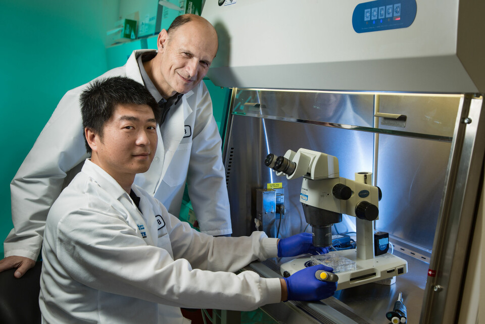 Forskerne bak studien – professor Juan Carlos Izpisua Belmonte sammen med førsteamanuensis Jun Wu fra Salk Institute i La Jolla, USA. (Foto: Dr. Belmonte/Cell)