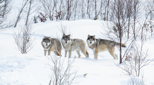 Skal gjøre det lettere å beregne rovdyr i Norge