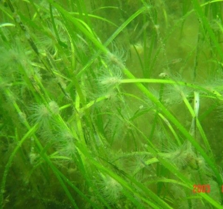 NIVAs analyser av ålegresstetthet mot refleksjon av grønn laser (LiDAR)