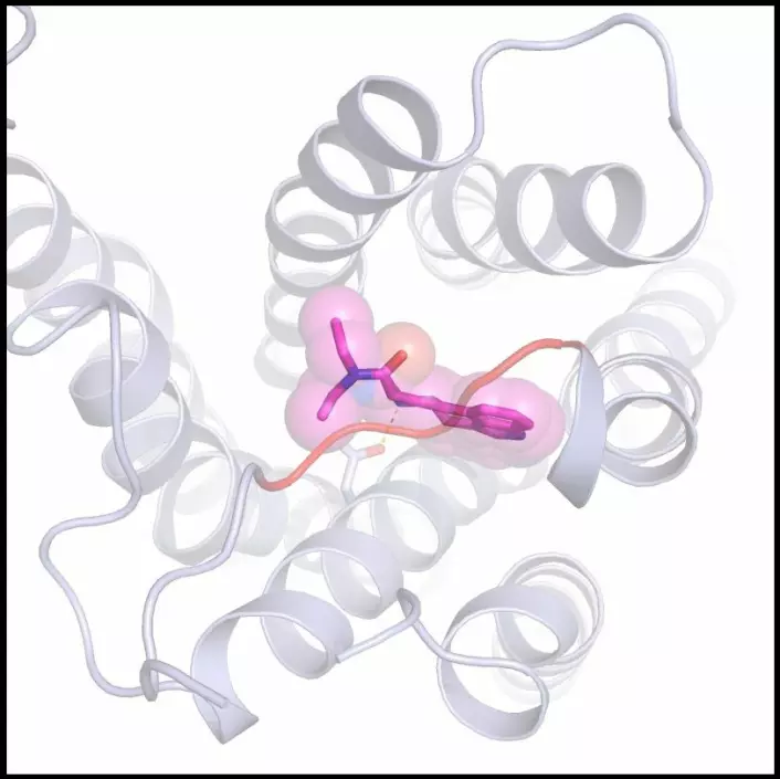 Et LSD-molekyl (rosa) bundet til den større serotoninreseptoren. «Lokket» som holder LSD-en fast så lenge er den oransje bjelken i midten. (Foto: (Illustrasjon: Lab of Bryan Roth, UNC School of Medicine))