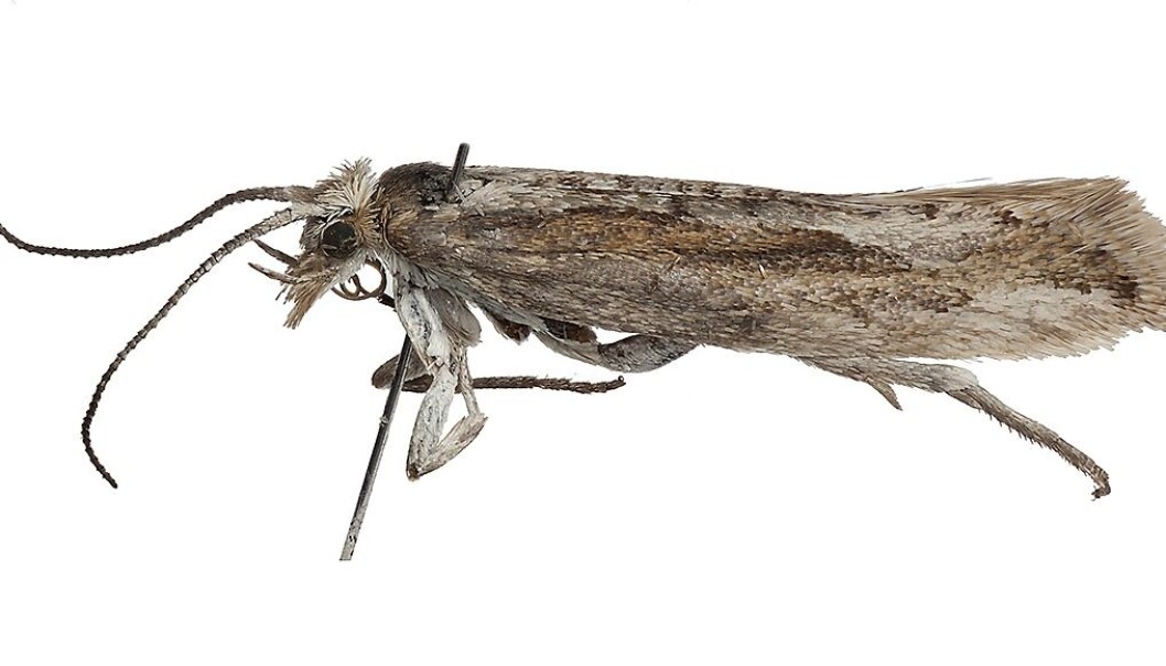 Møt Plutella polaris. – Det er ikke så mye som flyr og ligner sommerfugler på Svalbard, så du du fanger det du ser og håper at det er noe spennende. Men jeg var ikke sikker på at det var riktig art da jeg først fant den, sier Geir Søli, førsteamanuensis ved Naturhistorisk museum, UiO. (Foto: Karsten Sund, Naturhistorisk museum Universitetet i Oslo) Møt Plutella polaris. – Det er ikke så mye som flyr og ligner sommerfugler på Svalbard, så du du fanger det du ser og håper at det er noe spennende. Men jeg var ikke sikker på at det var riktig art da jeg først fant den, sier Geir Søli, førsteamanuensis ved Naturhistorisk museum, UiO. (Foto: Karsten Sund, Naturhistorisk museum Universitetet i Oslo)