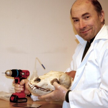 Konservator Finn Audun Grøndahl med bjørneskalle fra Vassfaret. (Foto: Randsfjordmuseet) Konservator Finn Audun Grøndahl med bjørneskalle fra Vassfaret. (Foto: Randsfjordmuseet)