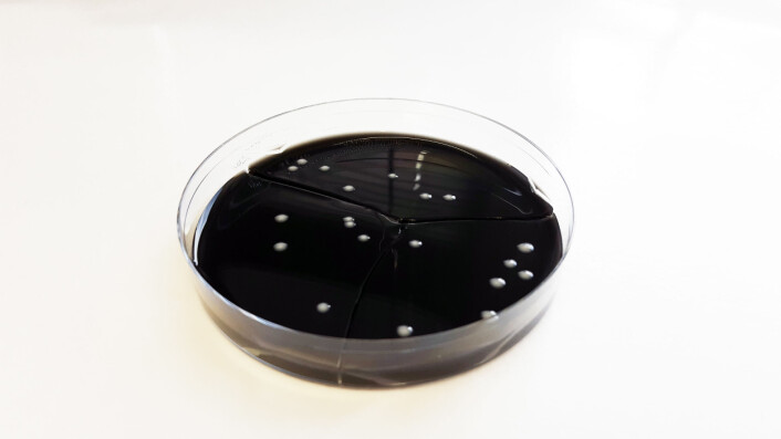 Dyrkingsprøve med positivt utslag på legionella. (Foto: Anne Vatland Krøvel) Dyrkingsprøve med positivt utslag på legionella. (Foto: Anne Vatland Krøvel)