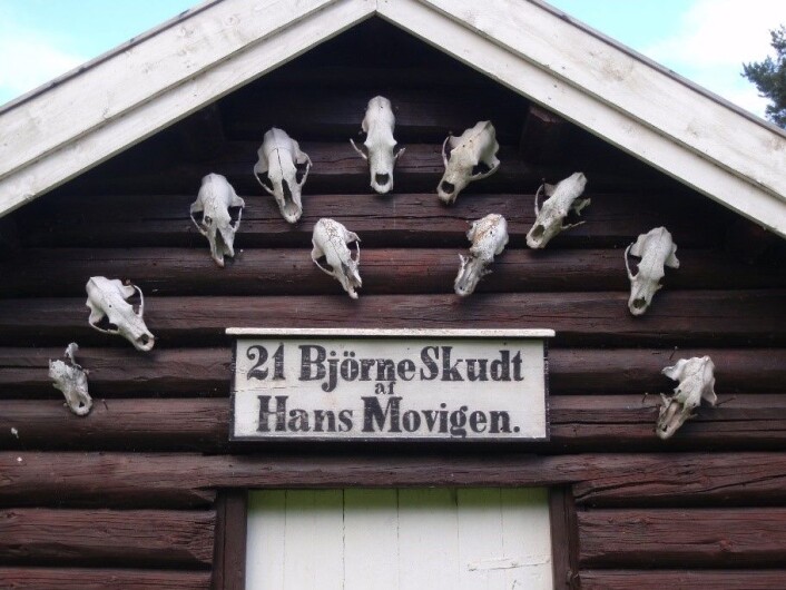Bjørneskaller på stabbursveggen. Movika, Krødsherad. Foto: Finn Audun Grøndahl Bjørneskaller på stabbursveggen. Movika, Krødsherad. Foto: Finn Audun Grøndahl