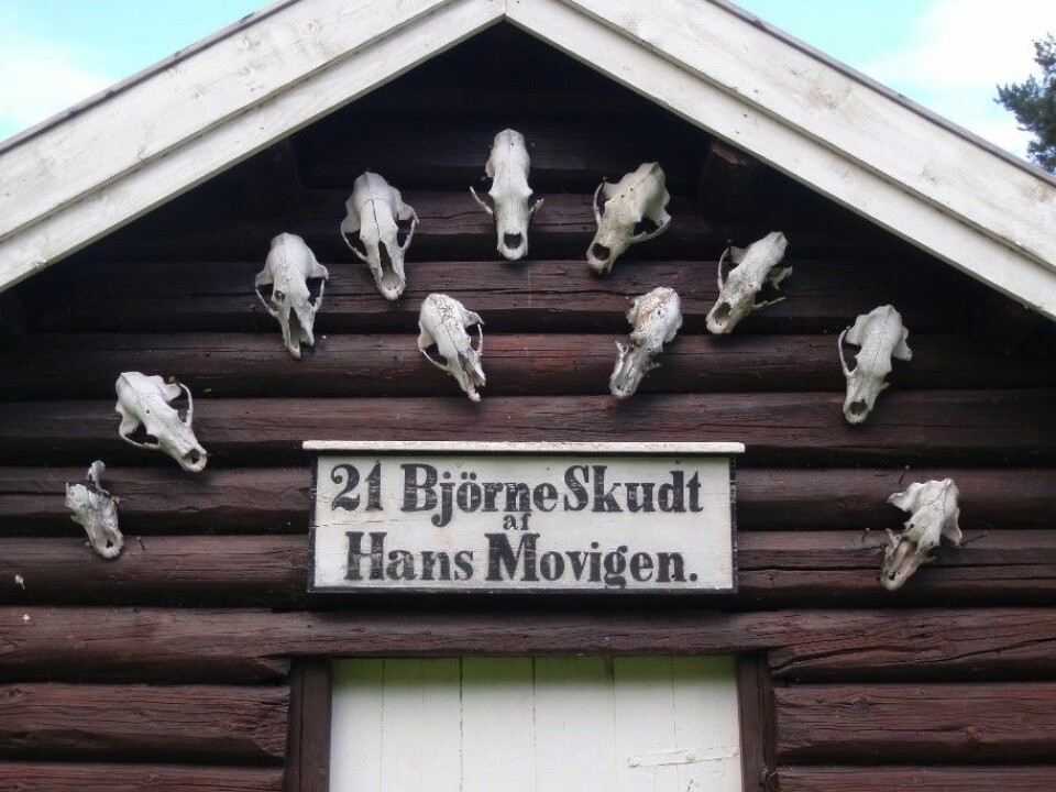 Bjørneskaller på stabbursveggen. Movika, Krødsherad. Foto: Finn Audun Grøndahl