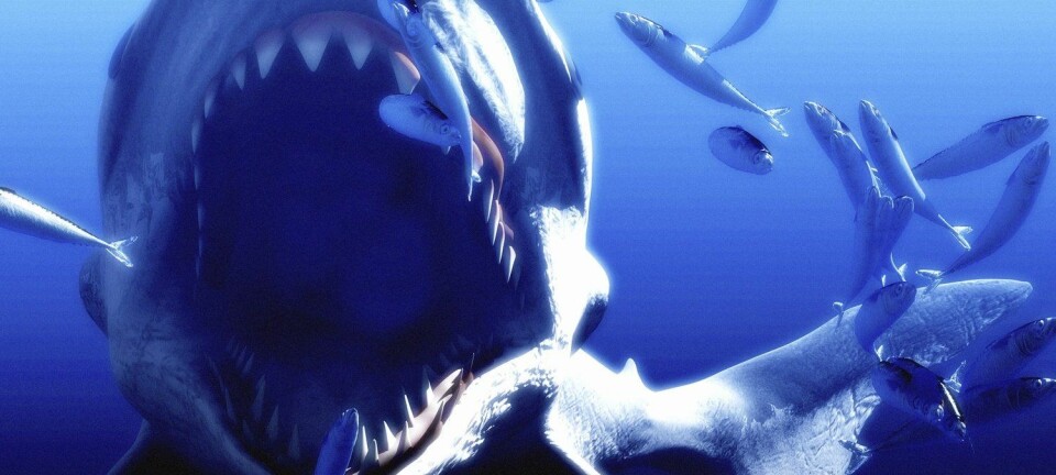 Den megastore haien levde i perioden fra 14 til 2,6 millioner år siden og var kan ha vært så stor som 16-18 meter lang. Til sammenligning kan en spekkhogger bli opptil ti meter. (Illustrasjon: Science Photo Library / NTB scanpix)