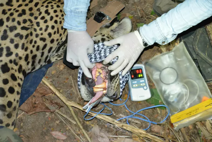 Her undersøkes tannkjøttet på en bedøvet jaguar. Klypen i tunga måler puls og oksygen i blodet. (Foto: Øystein Wiig)
