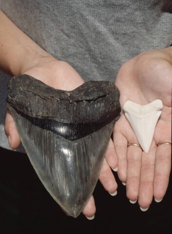 Fossil tann fra en megalodon-hai ved siden av en tann fra en moderne hvithai. (Foto: Zuma Press / NTB scanpix) Fossil tann fra en megalodon-hai ved siden av en tann fra en moderne hvithai. (Foto: Zuma Press / NTB scanpix)